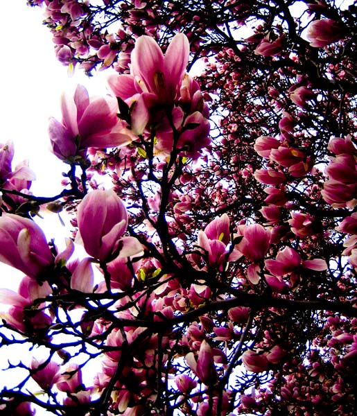 blossoms.jpg