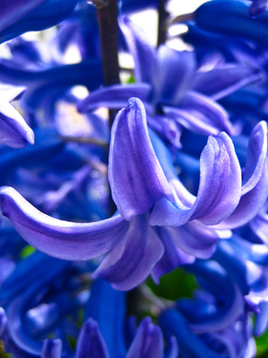 hyacinth1.jpg