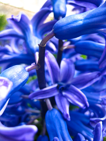 hyacinth2.jpg