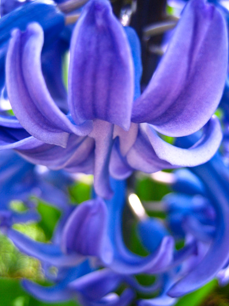 hyacinth3.jpg