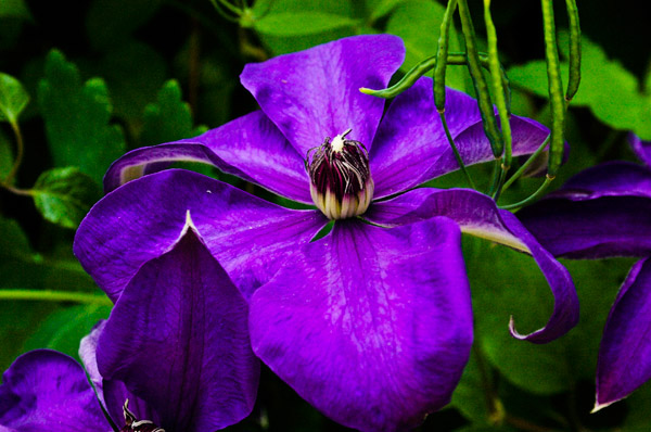 purpleflower_1.jpg
