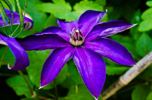 purpleflower_2.jpg