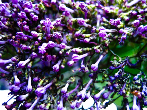purpleflowersmacro.jpg