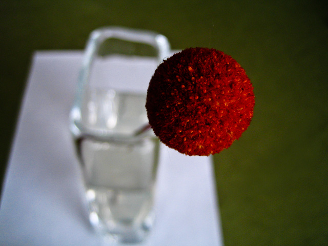 redballflower.jpg