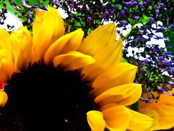 sunflowerpurpleflowers.jpg