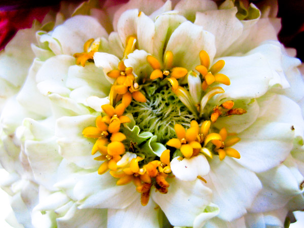 whiteflower1.jpg