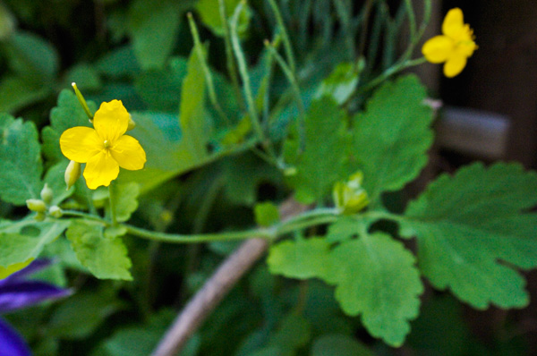 yellowflowers_1.jpg